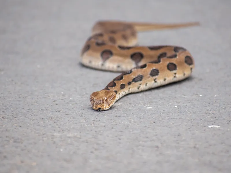 Αγωνία για 13χρονο στη Σύρο: Στο νοσοκομείο μετά από δάγκωμα οχιάς